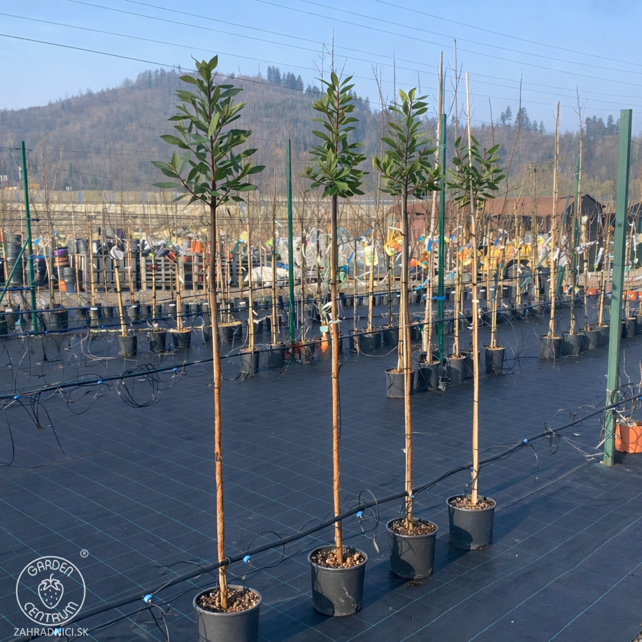 Obrázok Jahodovec obyčajný (Arbutus unedo-Litchi) ´PEACE AND LOVE´ - výška 170-190 cm, kont. C5L - NA KMIENKU